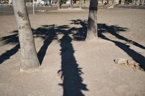 Beautiful beach with palm trees, located in Alicante, Spain. Stock Photos