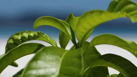Beautiful beach paradise Stock-Footage 82768932