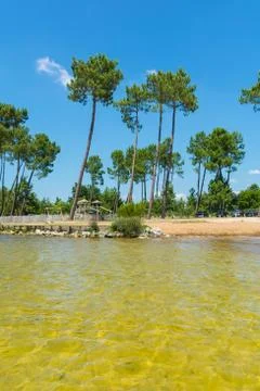 Beautiful Beach With Pine Trees and Yellow Sand Bottom Stock Photos