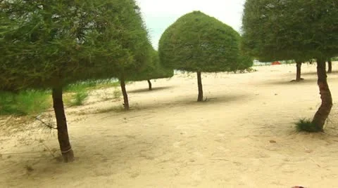 Beautiful Beach trees Video stock 21998618