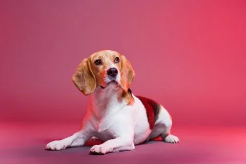 Beautiful beagle. Stock Photos