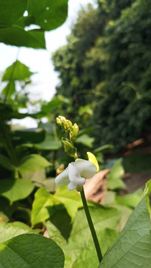 Beautiful bean flower in the natural environment. Stock Footage 299170809