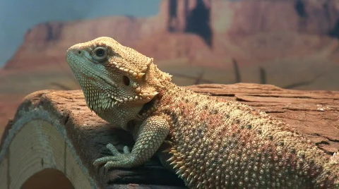 Beautiful Bearded Dragon  Video stock 97999