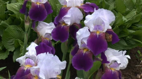 Beautiful bearded iris Stock Footage 98130
