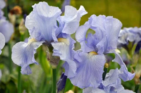 Beautiful bearded iris Stock Photos
