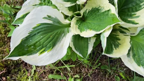 Beautiful Beautiful Hosta leaves background. Stock Footage 246330236