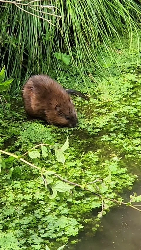 Beautiful Beaver crossing a river 스톡 동영상 317344163