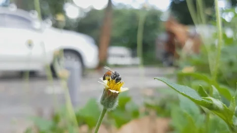 Beautiful Bee is a bug on the flower, 스톡 동영상 95679468