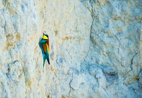 Beautiful bee eater in summer time Stock Photos