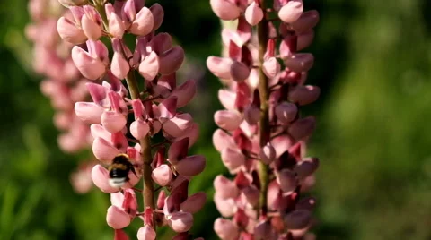 Beautiful bee on flowers Stock Footage 64159897