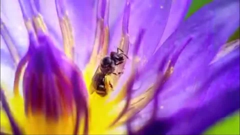 Beautiful bee Stock Footage 223323054