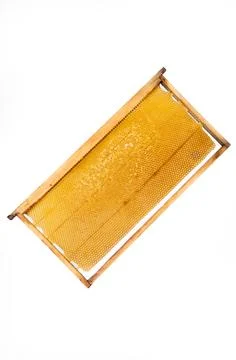 Beautiful bee frame on white background Stock-Fotos