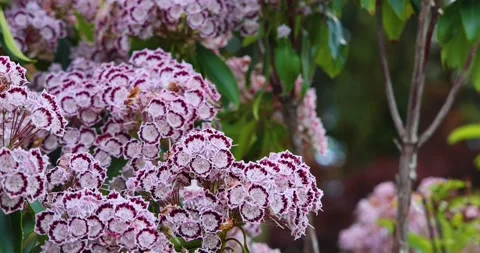 Beautiful bee looking for pollen among beautiful laurel flowers Stock Footage 211651949