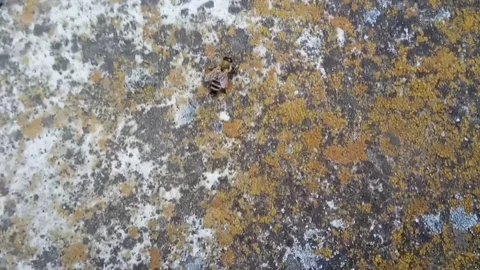 Beautiful bee on old stone Stock Footage 109647335
