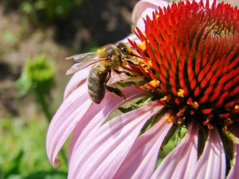 Beautiful bee. Stock Photos