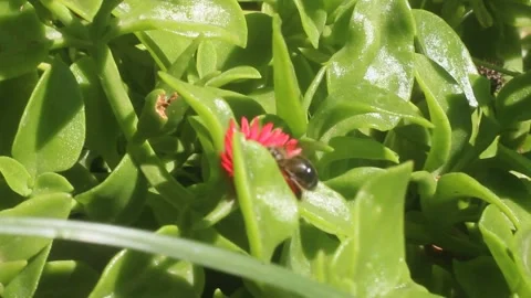 Beautiful bee playing in flowers Stock Footage 131632655