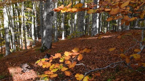Beautiful beech forest in autumn. Stock Footage 219472322