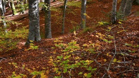 Beautiful beech forest in autumn. Stock Footage 219473030