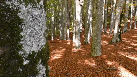 Beautiful beech forest in autumn. Stock Footage 219890150