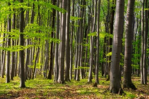 Beautiful beech forest Stock Photos