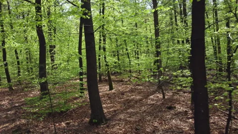 Beautiful beech forest in spring Stock Footage 209150838