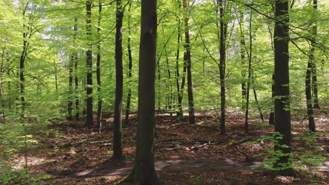 Beautiful beech forest in spring with lots of fresh green leaves. Stock Footage 219511301