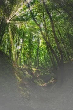 Beautiful beech forest at spring Stock Photos