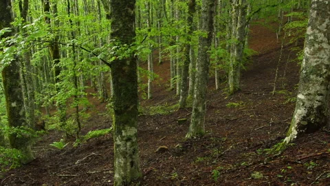 Beautiful beech forest in spring season on the Tuscan Apennine mountains Stock Footage 157399451