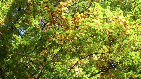 Beautiful Beech leaves in the forest Stock Footage 293927092