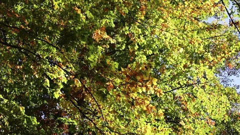 Beautiful Beech leaves in the forest Stock Footage 293927477