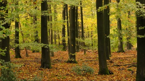 Beautiful beech tree forest at autumn, very colorful Stock Footage 269135680