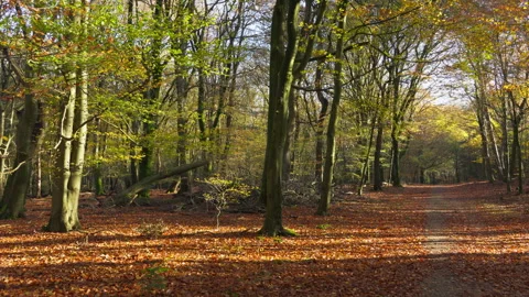 Beautiful beech tree forest at autumn, colorful with yellow and brown colors Stock Footage 269149623