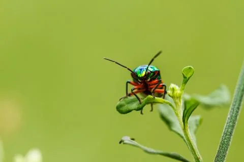 Beautiful beetle on a grass 写真素材