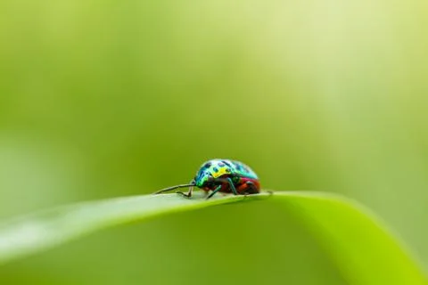 Beautiful beetle on a grass Stock Photos