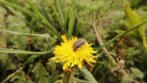 Beautiful beetle is looking for nectar on the Wild dandelion flower Stock Footage 153290317