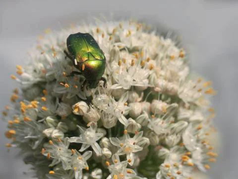 Beautiful beetle Stock Photos