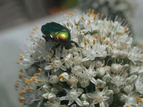 Beautiful beetle Stock Photos