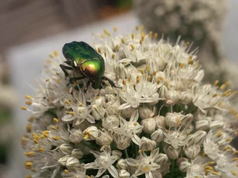 Beautiful beetle Stock Photos