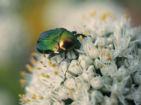 Beautiful beetle Stock Photos