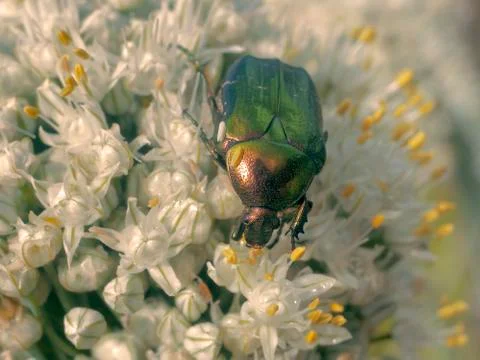 Beautiful beetle Stock Photos