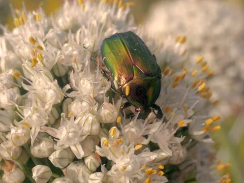 Beautiful beetle Stock Photos