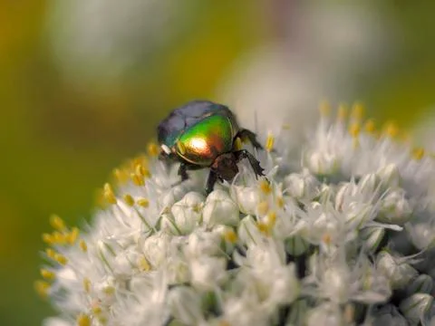 Beautiful beetle Stock Photos