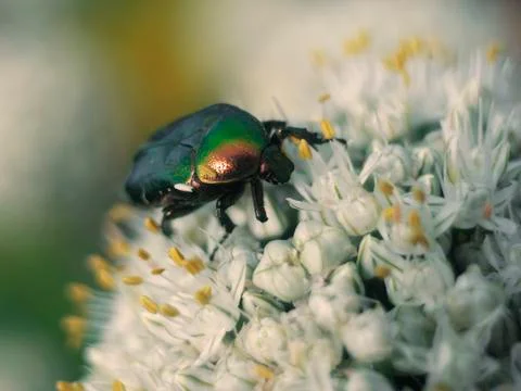 Beautiful beetle Stock Photos