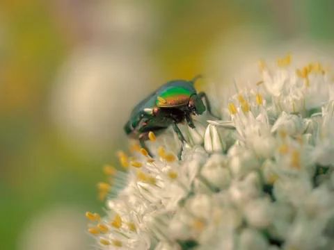 Beautiful beetle Stock Photos