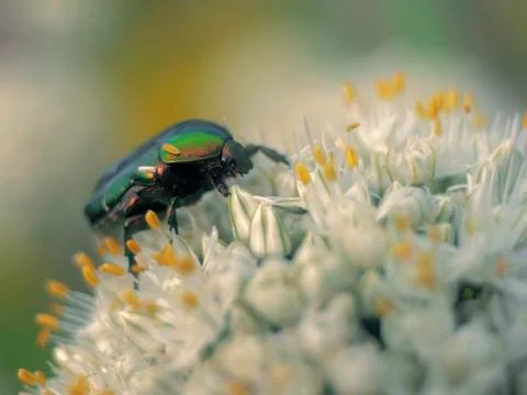Beautiful beetle Stock Photos