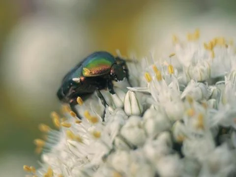 Beautiful beetle Stock Photos