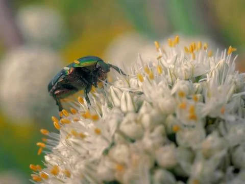 Beautiful beetle Stock Photos
