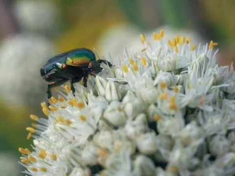 Beautiful beetle Stock Photos