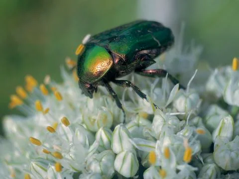 Beautiful beetle Stock Photos