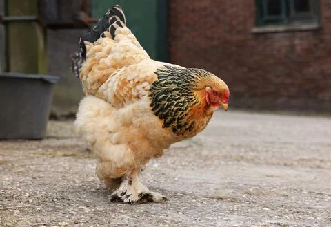 Beautiful beige chicken in yard. Domestic animal Stock Photos
